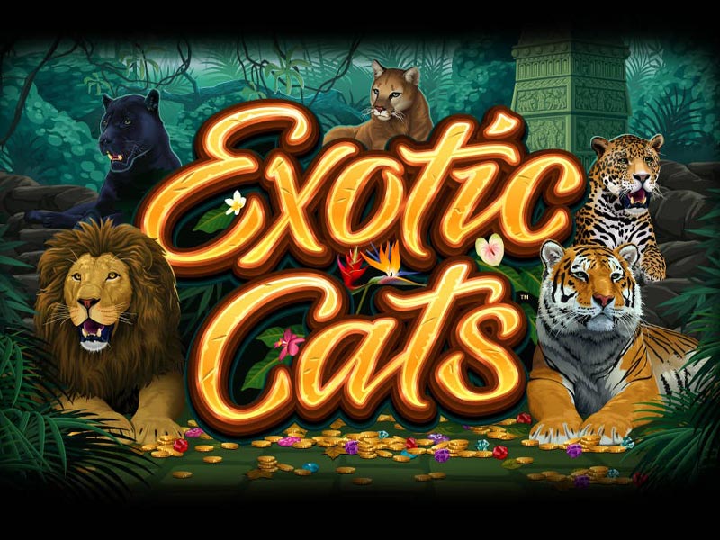 Exotic Cats 