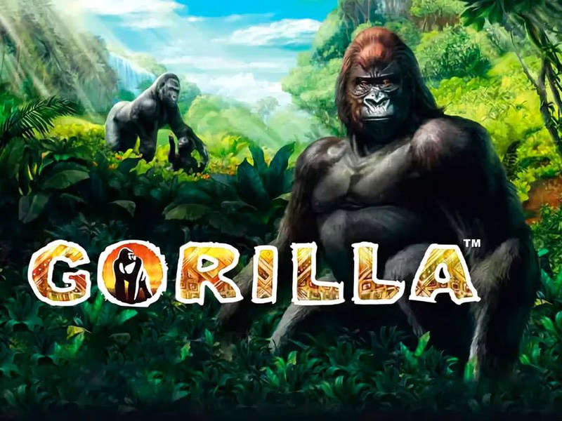 Gorilla s