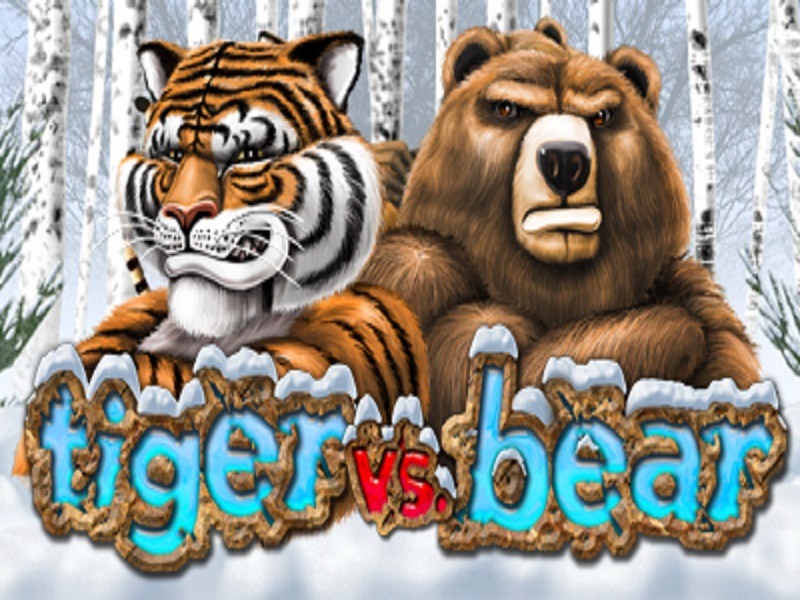 Tiger Vs Bear 