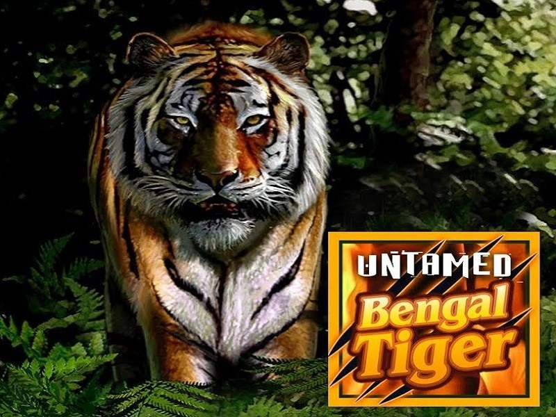 Untamed Bengal Tiger 