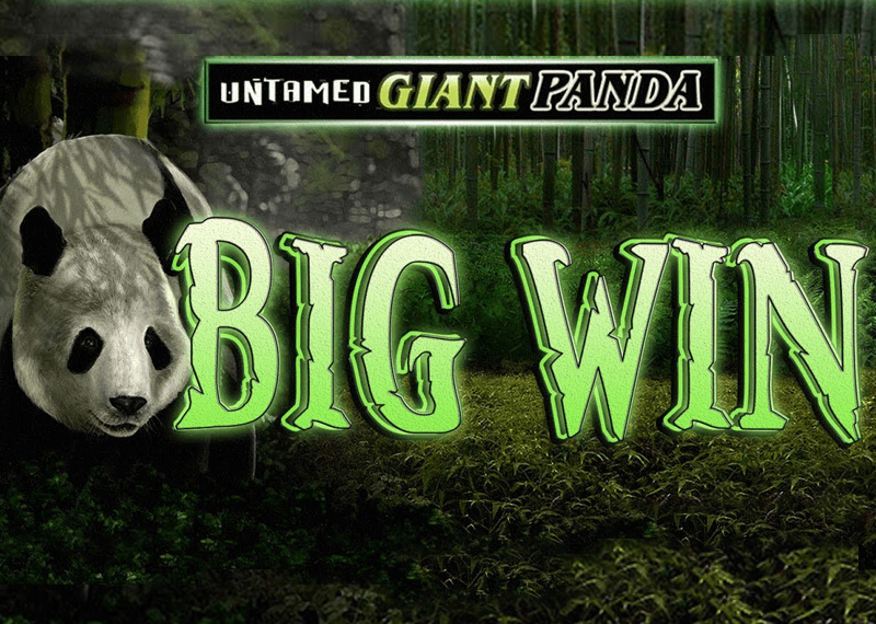 Untamed Giant Panda 